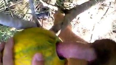Video Outdoor Melon Play